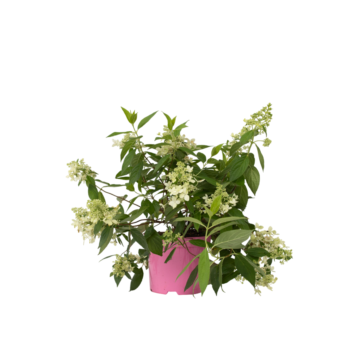 PLANT IN A BOX Hortensia - Hydrangea paniculata 'Confetti' - Hauteur 25-40cm - ⌀19cm