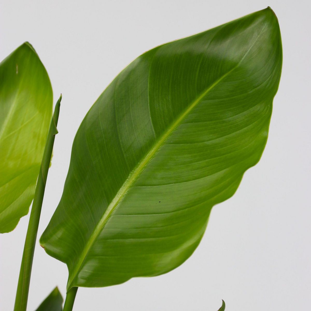 PLANT IN A BOX Oiseau de paradis - Set de 2 - Strelitzia nicolai - Hauteur 55-70cm - ⌀17cm