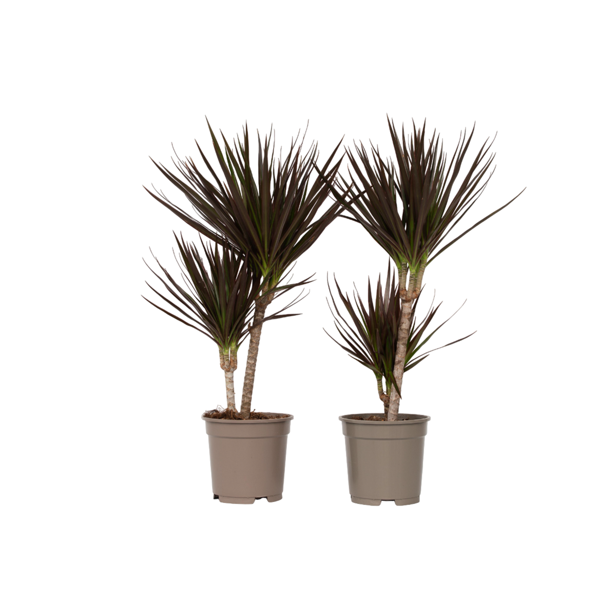 PLANT IN A BOX Dragonnier - Set de 2 - Dracaena marginata 'Magenta' - Hauteur 70-80cm - ⌀17cm