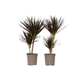 Voir la diapositive 1 : PLANT IN A BOX Dragonnier - Set de 2 - Dracaena marginata 'Magenta' - Hauteur 70-80cm - ⌀17cm