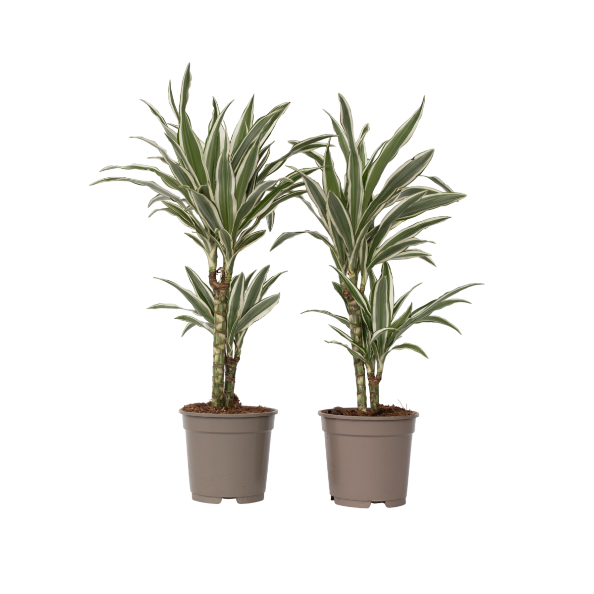PLANT IN A BOX Dragonnier - Set de 2 - Dracaena deremensis 'White Stripe' - H60-70cm - ⌀17cm