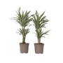 Voir la diapositive 1 : PLANT IN A BOX Dragonnier - Set de 2 - Dracaena deremensis 'White Stripe' - H60-70cm - ⌀17cm