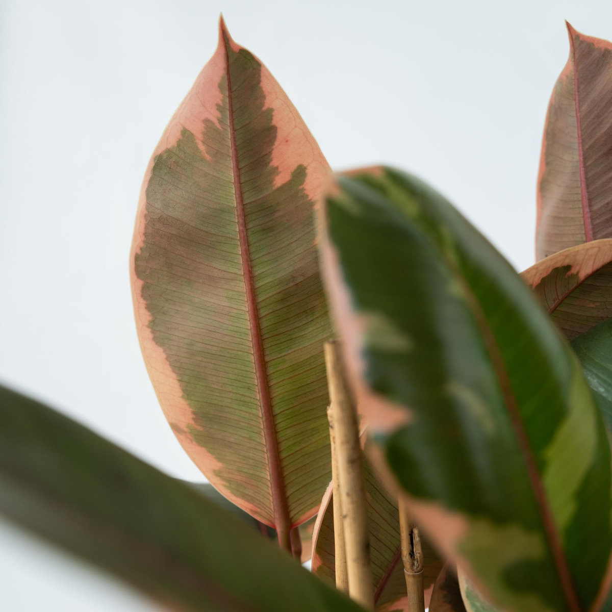 PLANT IN A BOX Caoutchouc - Ficus Elastica 'Belize' - Hauteur 75-100cm - ⌀24cm