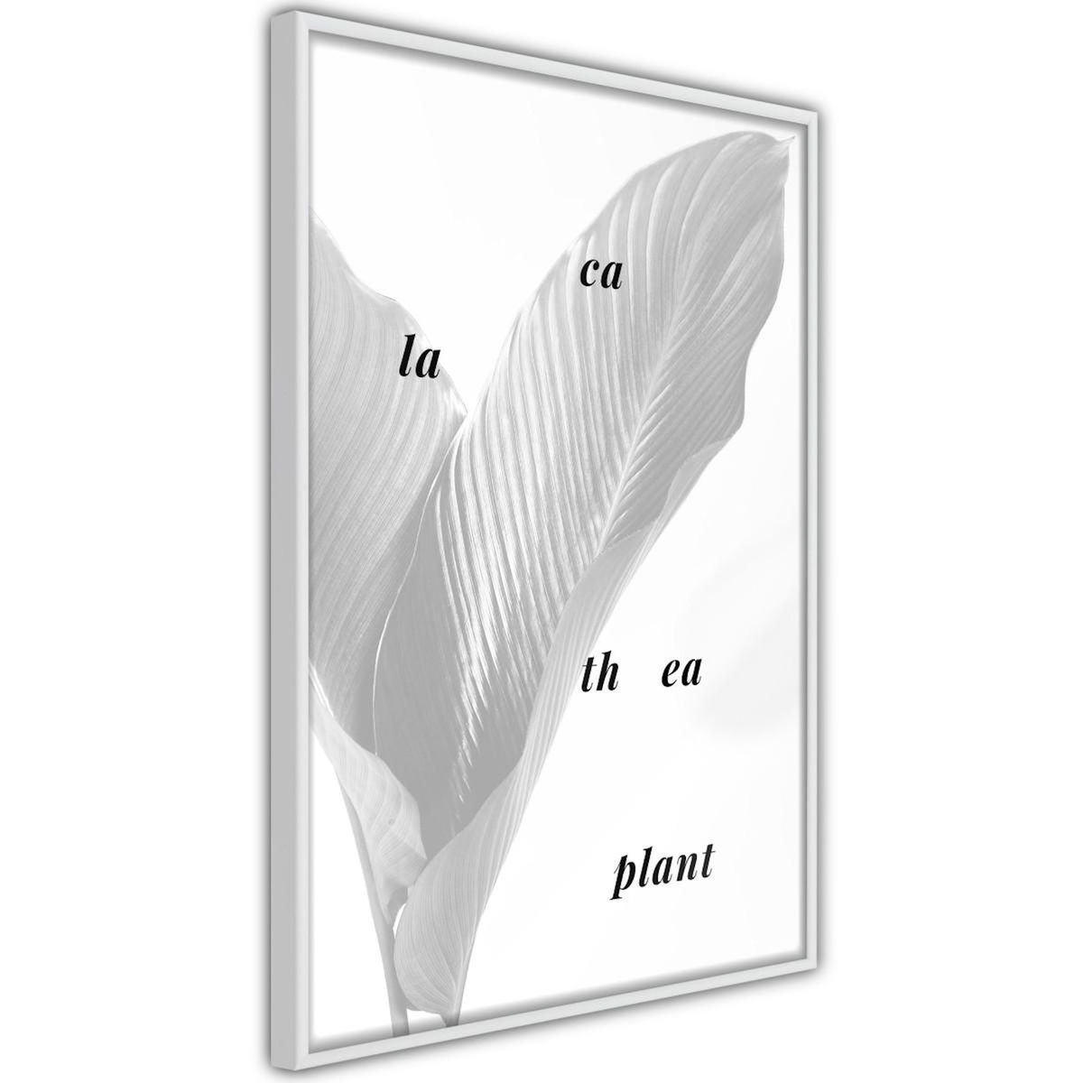 Paris Prix Affiche Murale Encadrée  Calathea Leaves