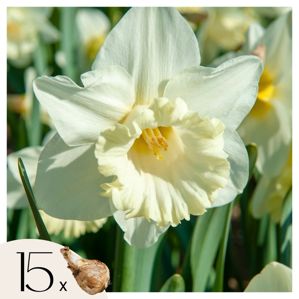 PLANT IN A BOX Narcisse - Set de 15 - Narcissus 'Mount Hood' - Bulbes à fleurs - Jaune