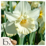 Voir la diapositive 1 : PLANT IN A BOX Narcisse - Set de 15 - Narcissus 'Mount Hood' - Bulbes à fleurs - Jaune