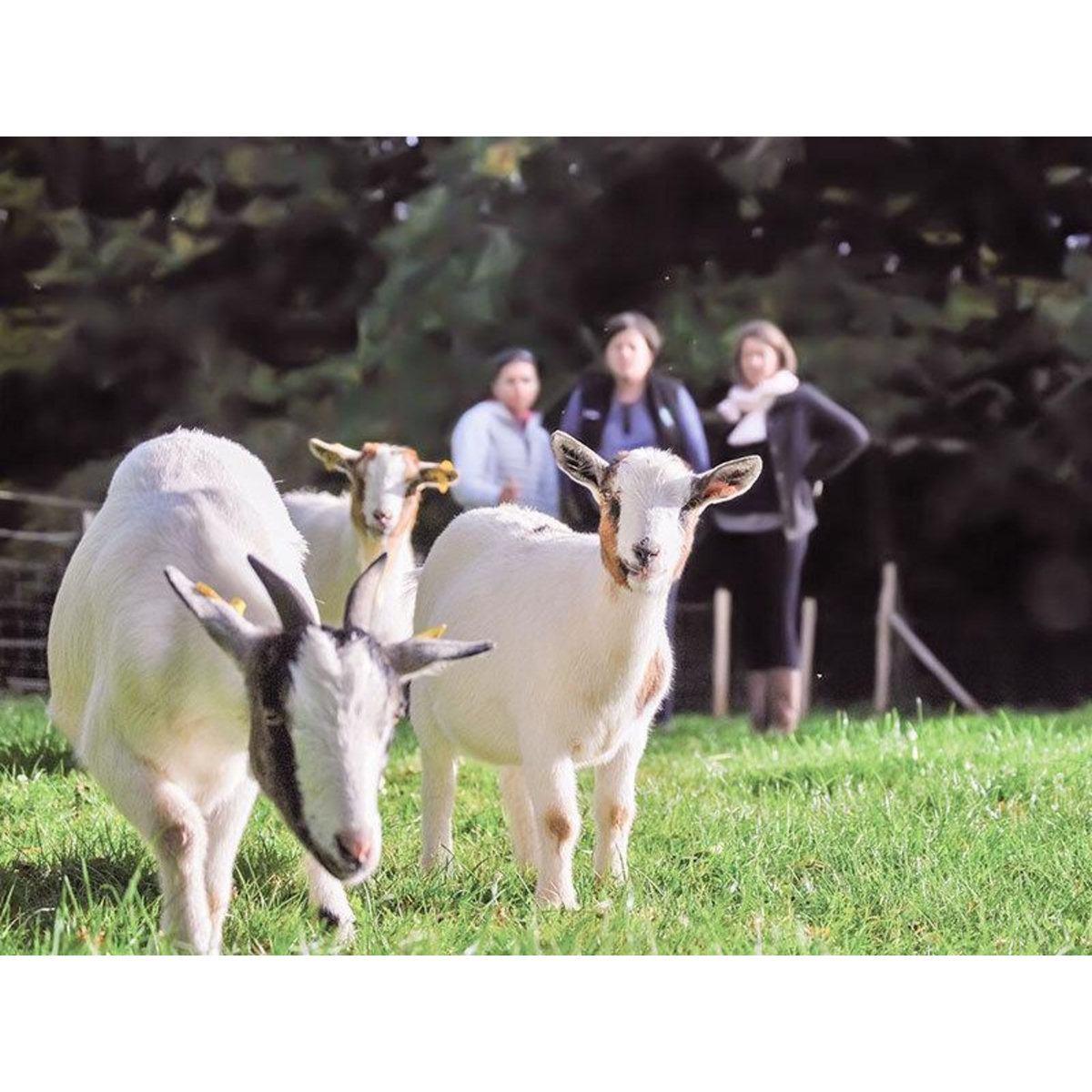 Smartbox Partie de golf en famille ou entre amis au milieu des animaux - Coffret Cadeau Sport & Aventure