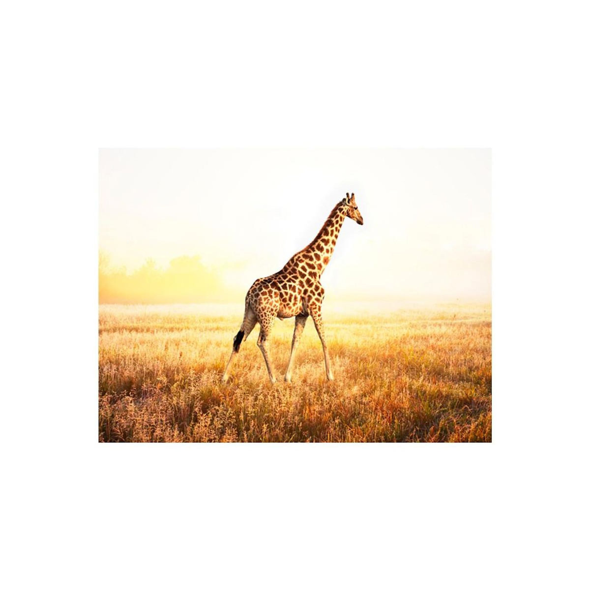 Paris Prix Papier Peint  Girafe Promenade