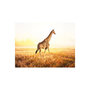 Voir la diapositive 2 : Paris Prix Papier Peint  Girafe Promenade