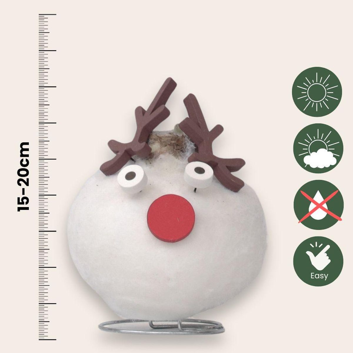 PLANT IN A BOX Amaryllis - Hippeastrum 'Spécial Cire Renne'