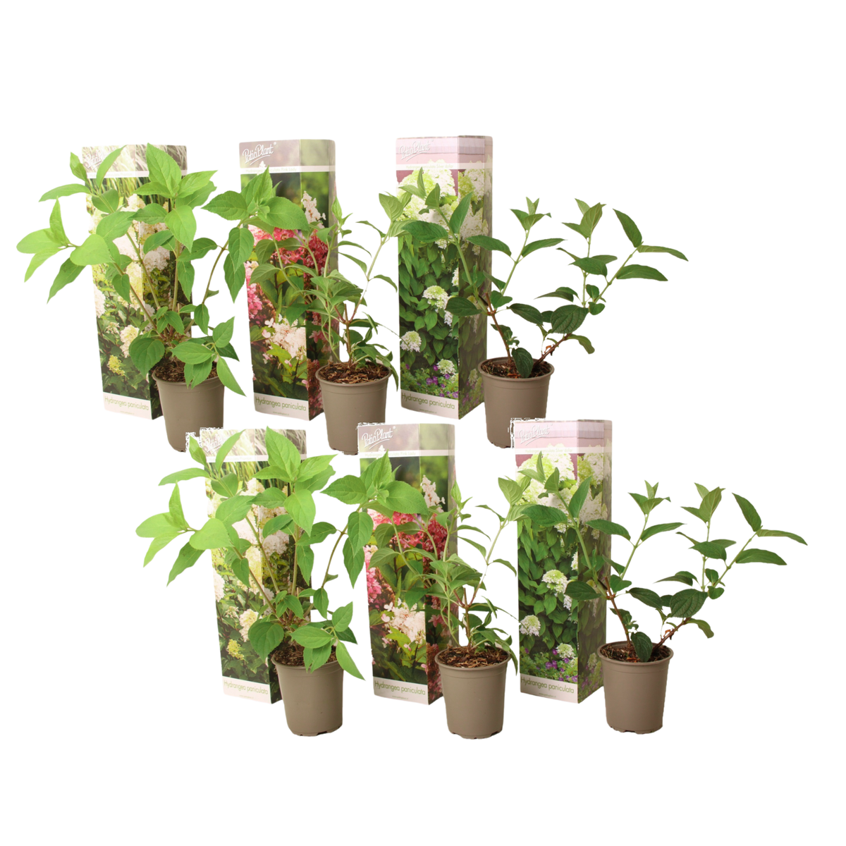 PLANT IN A BOX Hortensia - Set de 6 - Hydrangea paniculata - Hauteur 25-35cm - ⌀9cm