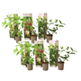 Voir la diapositive 1 : PLANT IN A BOX Hortensia - Set de 6 - Hydrangea paniculata - Hauteur 25-35cm - ⌀9cm