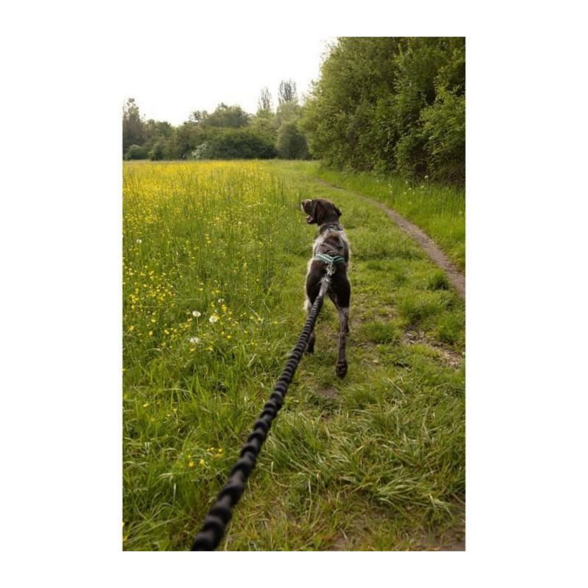 GENERIQUE Longe de traction pour chien - CLASSICA - 1.9 m - Chiens jusqu'a 25 kg