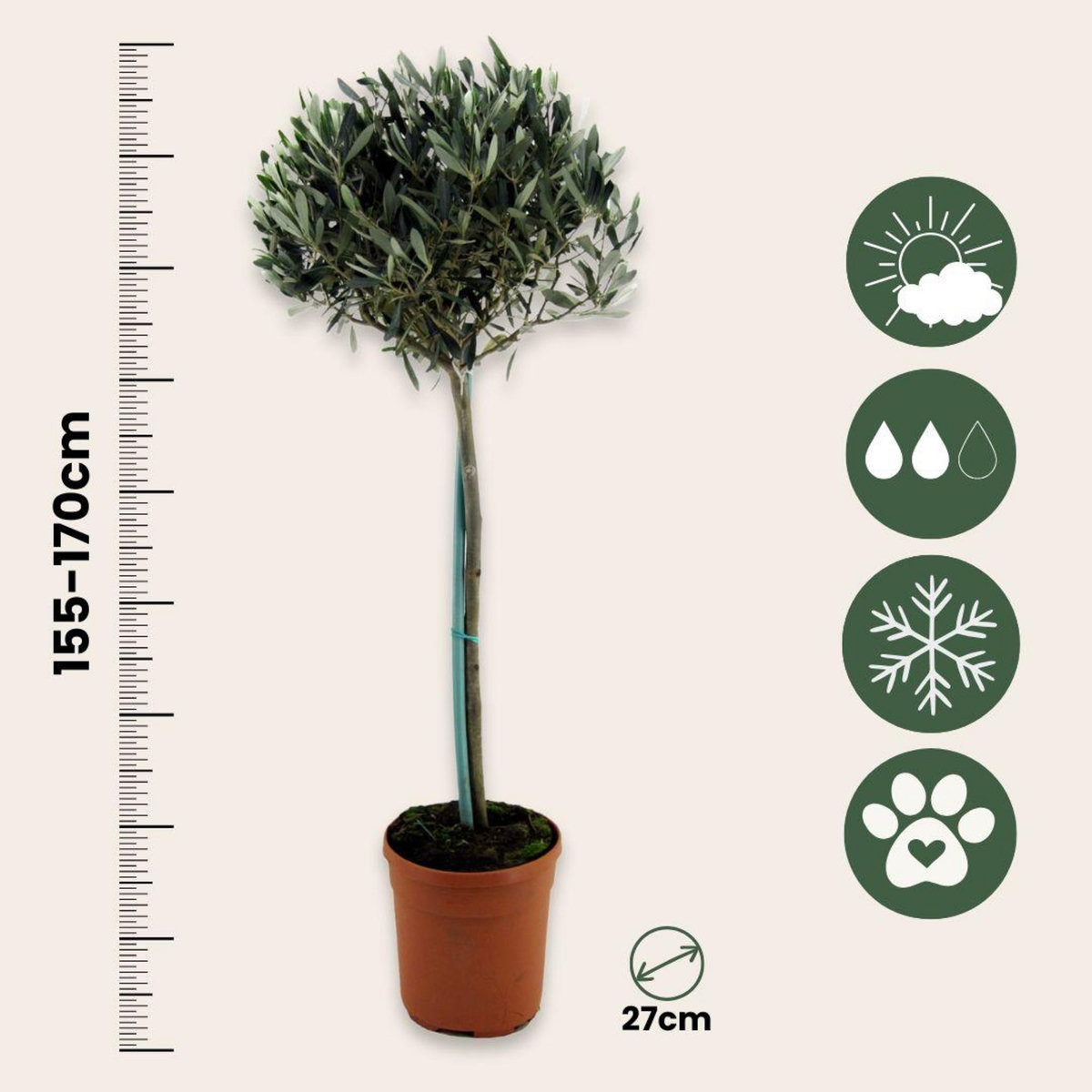 PLANT IN A BOX Olivier - Olea europaea - Hauteur 155-170cm - ⌀27cm