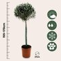 Voir la diapositive 2 : PLANT IN A BOX Olivier - Olea europaea - Hauteur 155-170cm - ⌀27cm