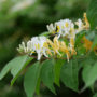 Voir la diapositive 3 : PLANT IN A BOX Chèvrefeuille - Set de 2 - Lonicera henryi 'Copper Beauty' - H110-120cm - ⌀17cm