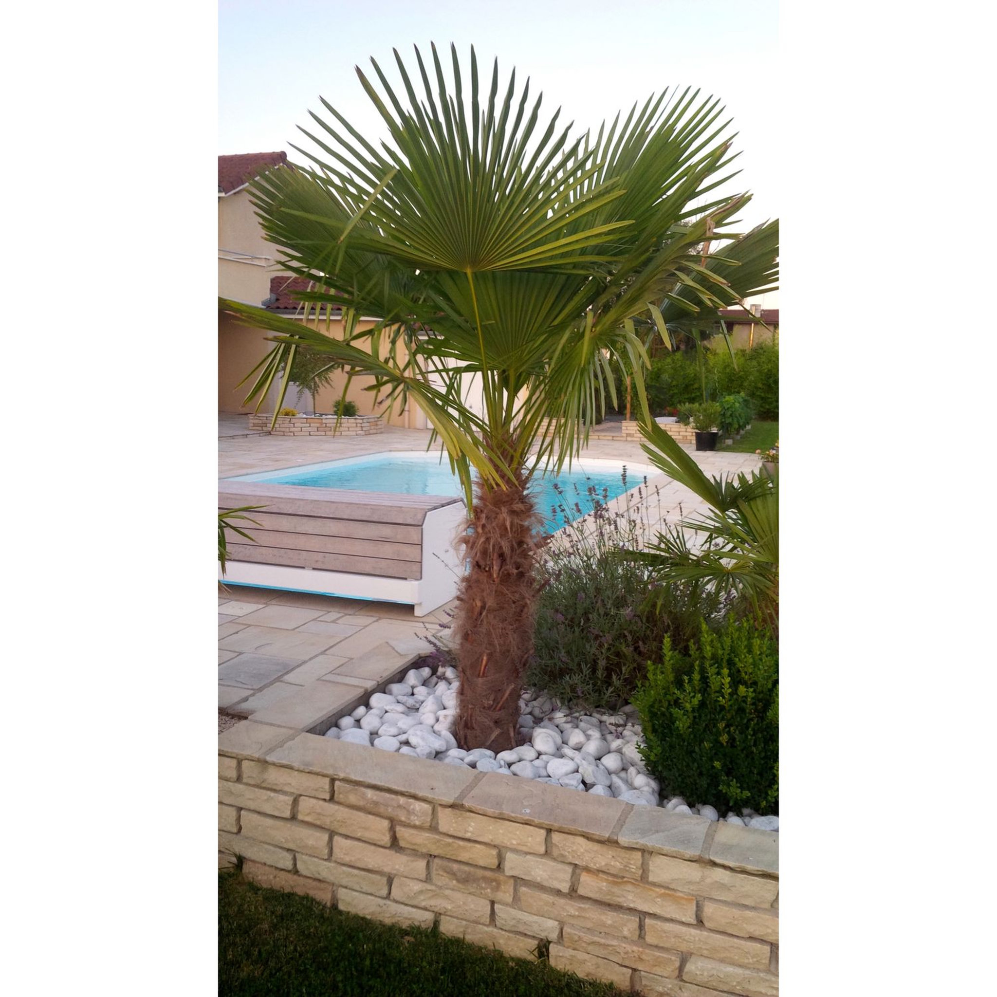 Voir la diapositive 1 : Palmier de Chine (Chamaerops excelsa) - Tronc 80/100cm - H160/180cm