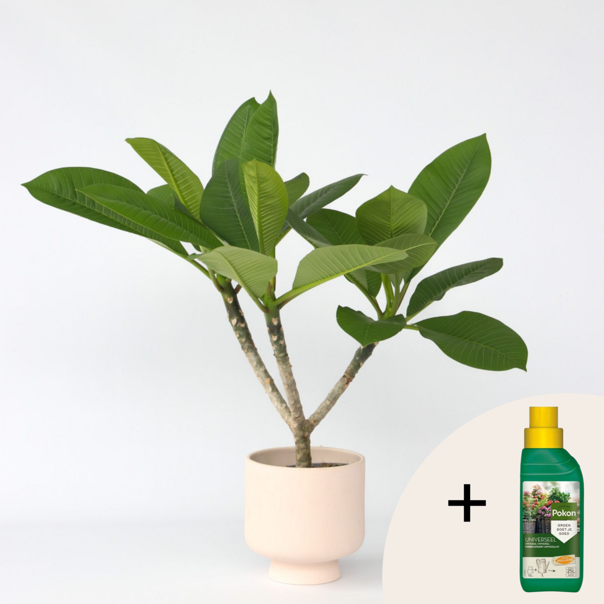 PLANT IN A BOX Frangipanier + engrais végétal - Plumeria rubra 'Hawaii' - H45-55cm - ⌀17cm