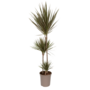 Voir la diapositive 1 : PLANT IN A BOX Dragonnier - Dracaena marginata 'Bicolor' - Hauteur 110-130cm - ⌀24cm