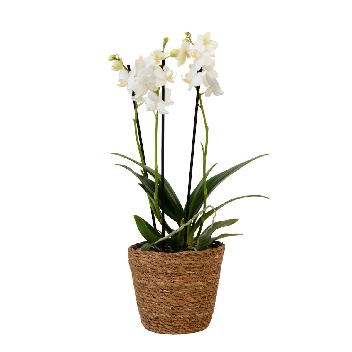 PLANT IN A BOX Orchidée papillon - Phalaenopsis Multiflora avec panier - Hauteur 35-45cm -⌀12cm