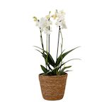 PLANT IN A BOX Orchidée papillon - Phalaenopsis Multiflora avec panier - Hauteur 35-45cm -⌀12cm