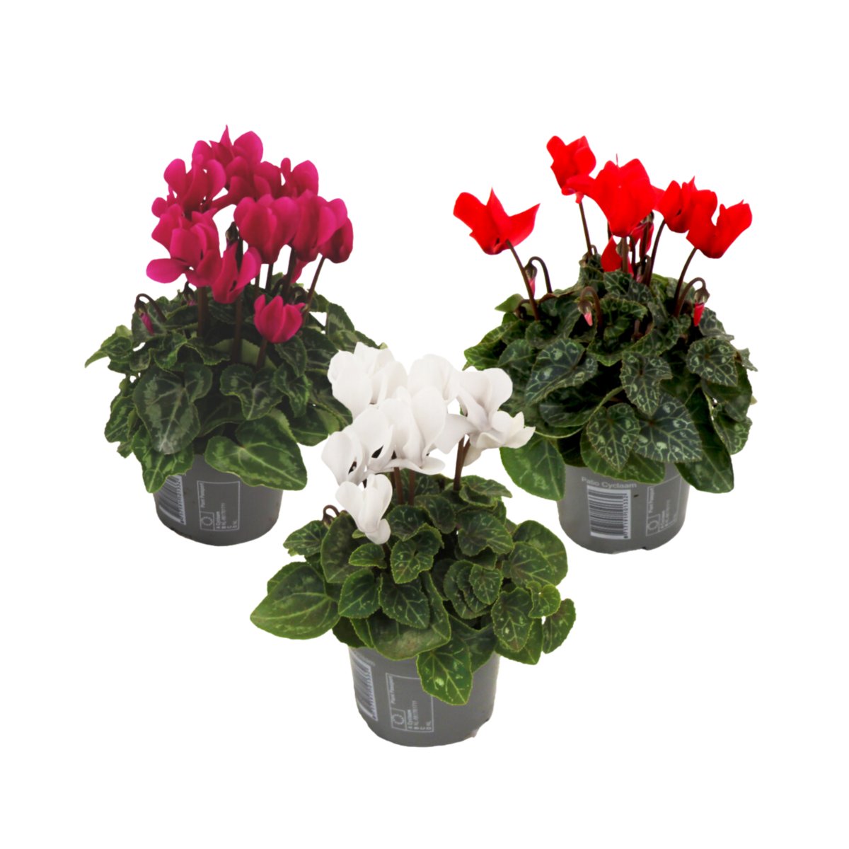PLANT IN A BOX Cyclamen de Perse - Set de 3 - Cyclamen persicum - Hauteur 10-20cm - ⌀9cm