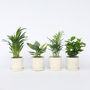 Voir la diapositive 5 : PLANT IN A BOX Plantes d'intérieur tendance - Set de 4 - Hauteur 25-40cm - ⌀12cm