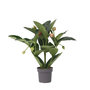 Voir la diapositive 1 : PLANT IN A BOX Medinille magnifique - Medinilla magnifica - Hauteur 55-60cm - ⌀17cm