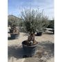 Voir la diapositive 6 : Olivier (Olea europea) - Tronc 125/150cm - H180/200cm