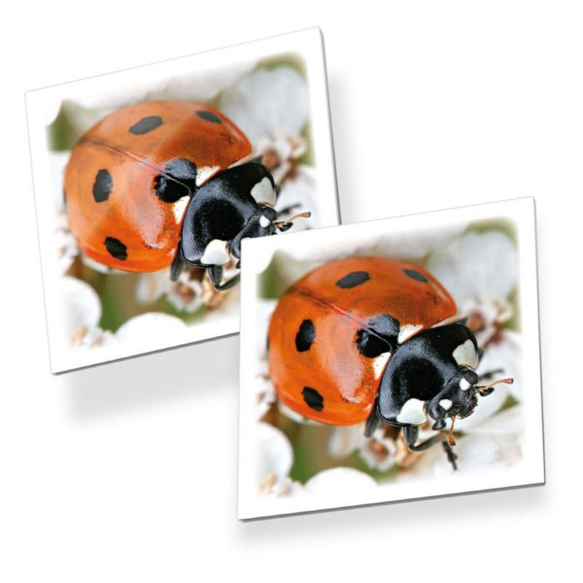 Tactic Tactic - Memo Bugs 56315