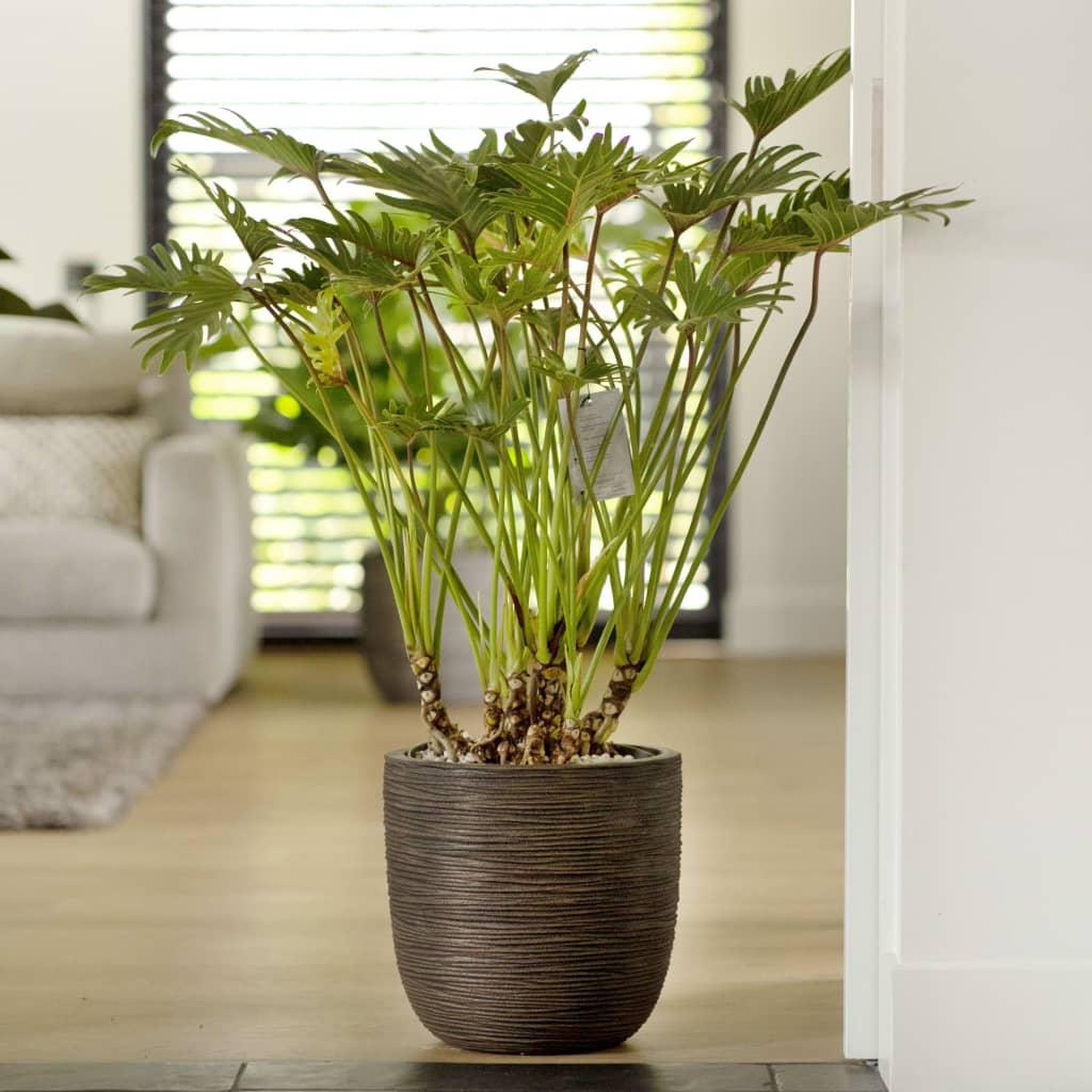 Voir la diapositive 1 : CAPI Capi Jardiniere Nature Rib 43x41 cm Marron fonce