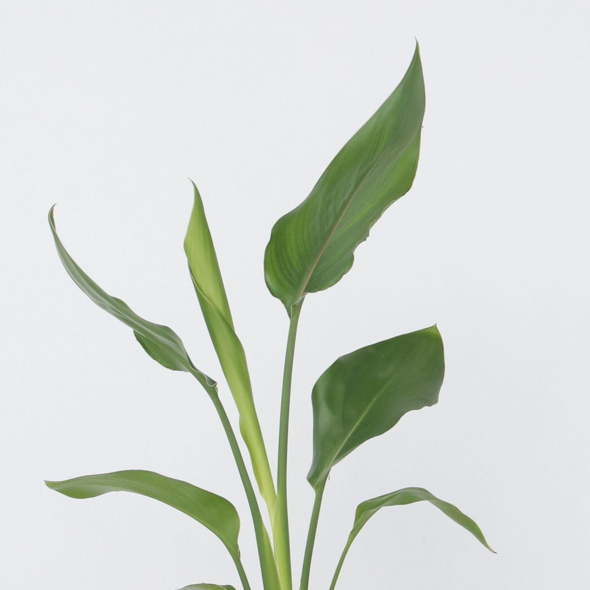 PLANT IN A BOX Oiseau de paradis - Set de 6 - Strelitzia reginea - Hauteur 25-40cm - ⌀9cm