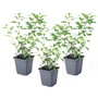 Voir la diapositive 1 : PLANT IN A BOX Solanum - Set de 3 - Lycianthes rantonnetii - Hauteur 25-40cm - ⌀9cm