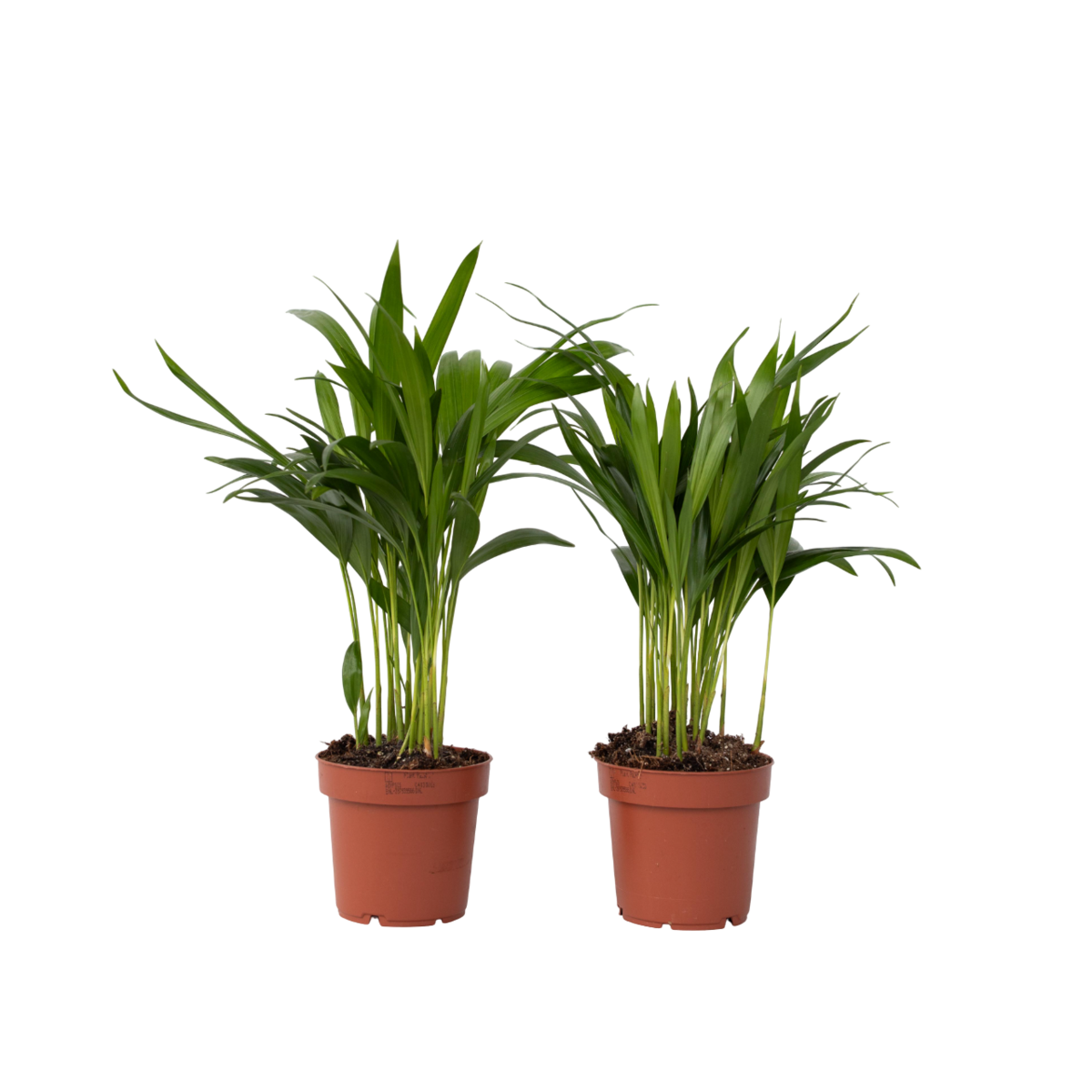 PLANT IN A BOX Palmier areca - Set de 2 - Dypsis lutescens - Hauteur 30-45cm - ⌀12cm