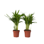PLANT IN A BOX Palmier areca - Set de 2 - Dypsis lutescens - Hauteur 30-45cm - ⌀12cm
