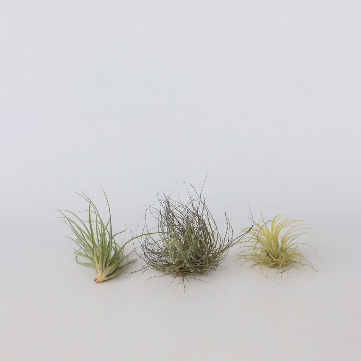 PLANT IN A BOX Plante aérienne - Set de 6 - Tillandsia - Hauteur 5-15cm - ⌀5cm