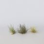 Voir la diapositive 5 : PLANT IN A BOX Plante aérienne - Set de 6 - Tillandsia - Hauteur 5-15cm - ⌀5cm
