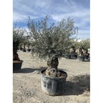 Olea europea - olivier Tronc 100/125cm  H180/200cm
