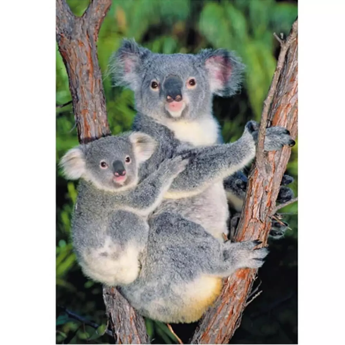 DINO Puzzle 500 pièces : Koalas dans l'arbre