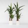 Voir la diapositive 6 : PLANT IN A BOX Pied d'éléphant - Set de 2 - Yucca elephantipes - Hauteur 70-80cm - ⌀17cm