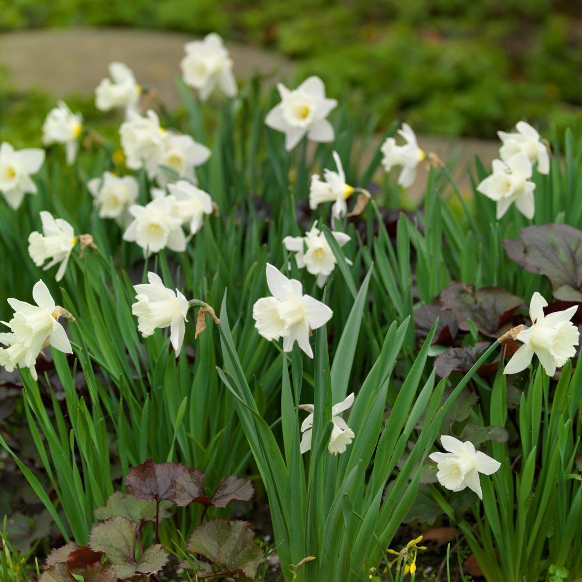 PLANT IN A BOX Narcisse - Set de 15 - Narcissus 'Mount Hood' - Bulbes à fleurs - Jaune