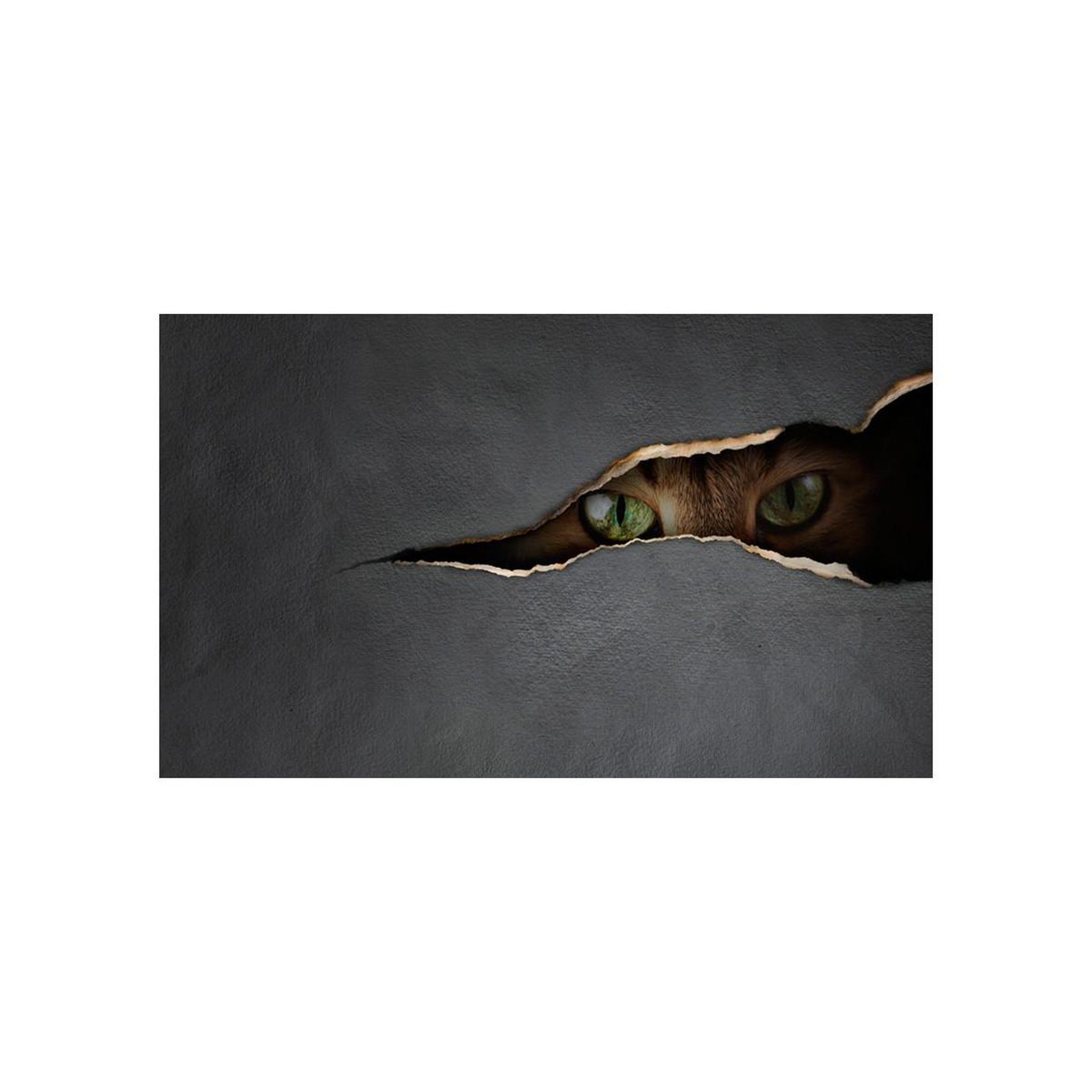 Voir la diapositive 2 : Paris Prix Papier peint  regard du chat  270x450cm