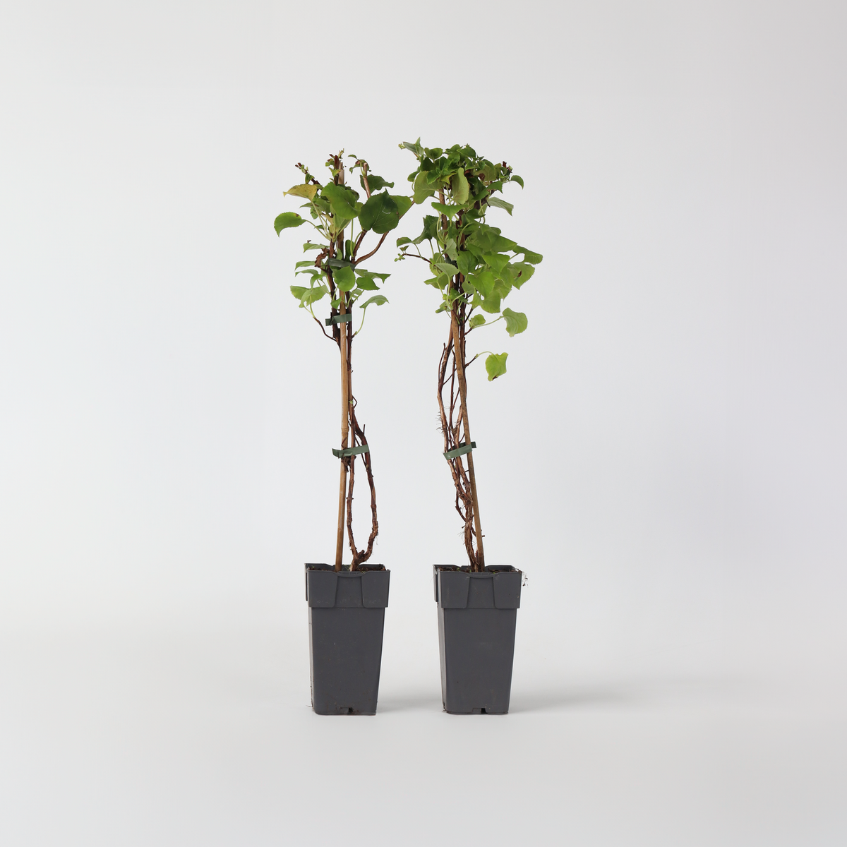 PLANT IN A BOX Hortensia - Set de 2 - Hydrangea anomale Petiolaris - Hauteur 60-70cm - ⌀15cm