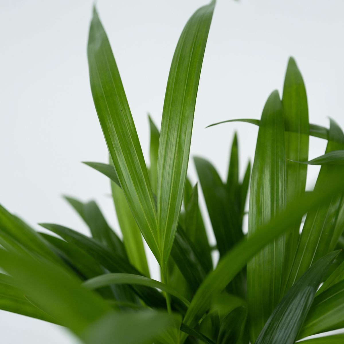 PLANT IN A BOX Palmier areca - Dypsis lutescens - Hauteur 30-45cm - ⌀12cm