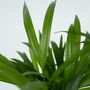 Voir la diapositive 3 : PLANT IN A BOX Palmier areca - Dypsis lutescens - Hauteur 30-45cm - ⌀12cm