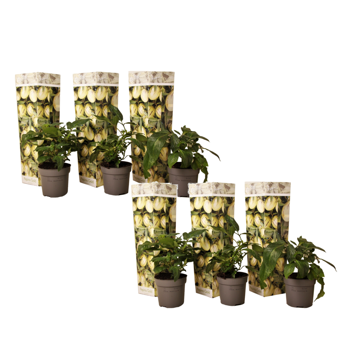 PLANT IN A BOX Tomatillo - Set de 6 - Solanum Muricatum 'Pepino gold' - Hauteur 25-40cm - ⌀9cm