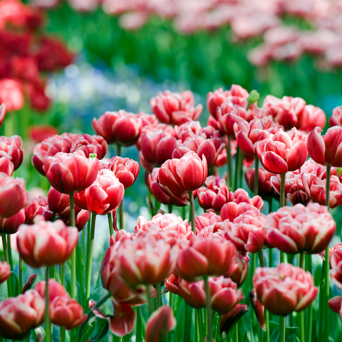 PLANT IN A BOX Tulipe - Set de 15 - Tulipa 'Drumline' - Bulbes à fleurs - Rose