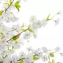 ATMOSPHERA Plante Artificielle  Cerisier  200cm Blanc