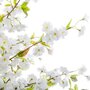  Plante Artificielle  Cerisier  200cm Blanc