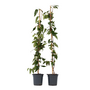 Voir la diapositive 1 : PLANT IN A BOX Chèvrefeuille - Set de 2 - Lonicera henryi 'Copper Beauty' - H110-120cm - ⌀17cm
